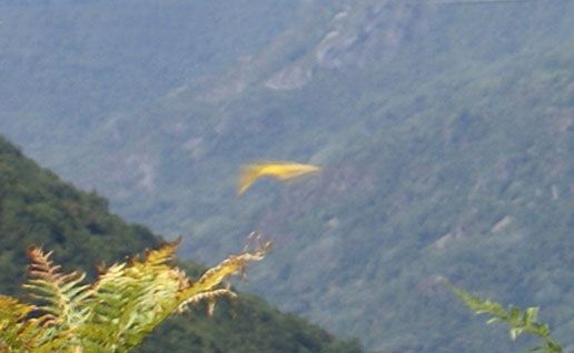 clouded yellow butterfly