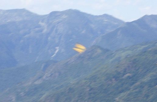 yellow butterfly