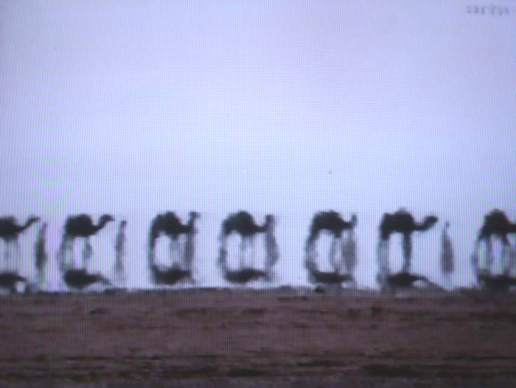 camels miraged